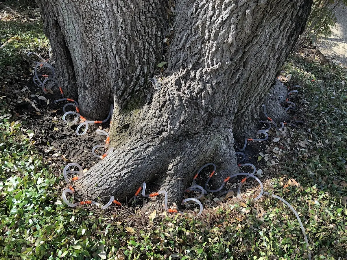 Detailed Tree Cabling and Bracing job site in Austin