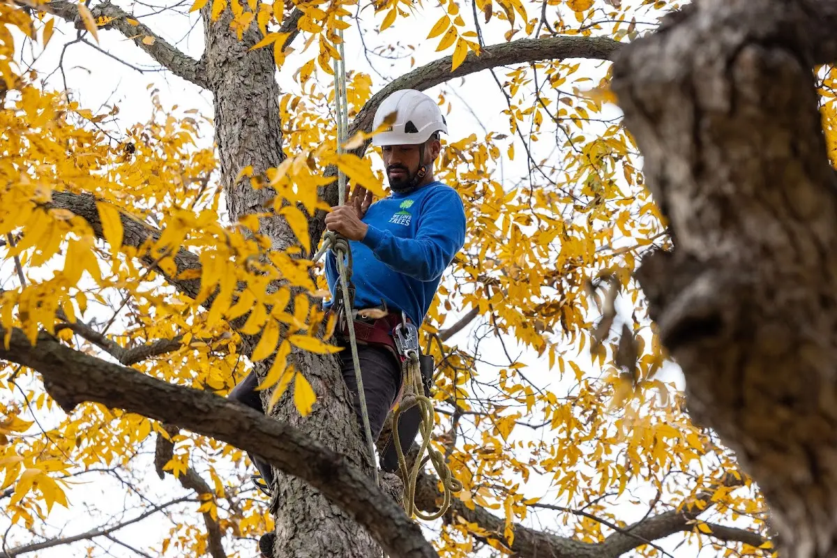 Skilled Tree Planing crew working in Austin