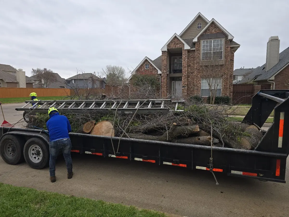 Expert Tree Removal with proper safety equipment in Austin
